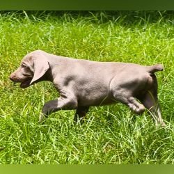 DogsIndia.com - Weimaraner - M.A. George