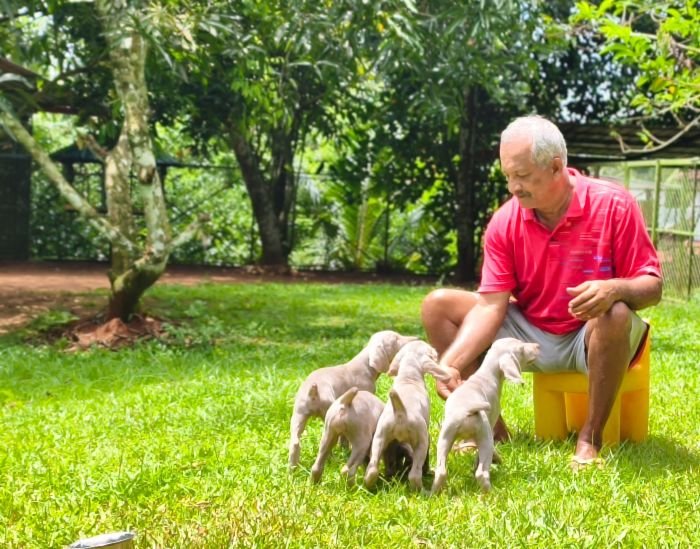 DogsIndia.com - Weimaraner - M.A. George
