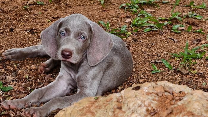 DogsIndia.com - Weimaraner - M.A. George