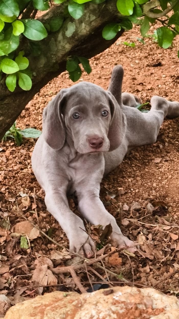 DogsIndia.com - Weimaraner - M.A. George