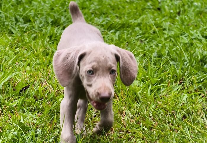 DogsIndia.com - Weimaraner - M.A. George