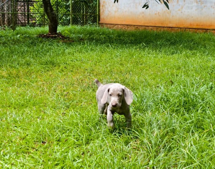 DogsIndia.com - Weimaraner - M.A. George