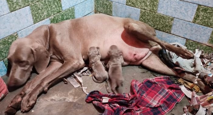 DogsIndia.com - Weimaraner - Prithviraj Patil