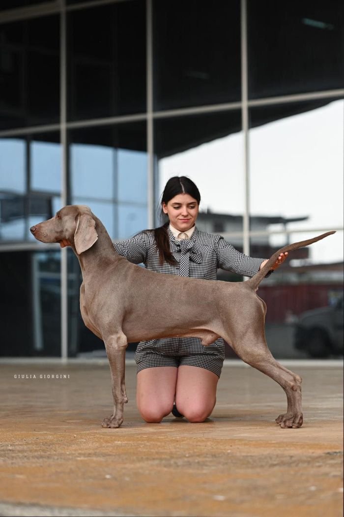 DogsIndia.com - Weimaraner - Prithviraj Patil