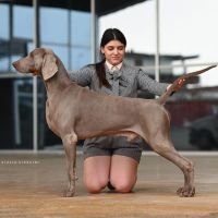 DogsIndia.com - Weimaraner - Prithviraj Patil