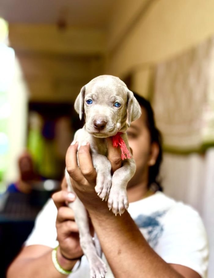 DogsIndia.com - Weimaraner - Prithviraj Patil