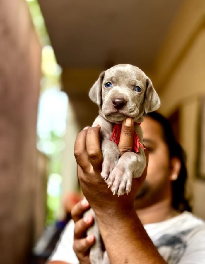 DogsIndia.com - Weimaraner - Prithviraj Patil