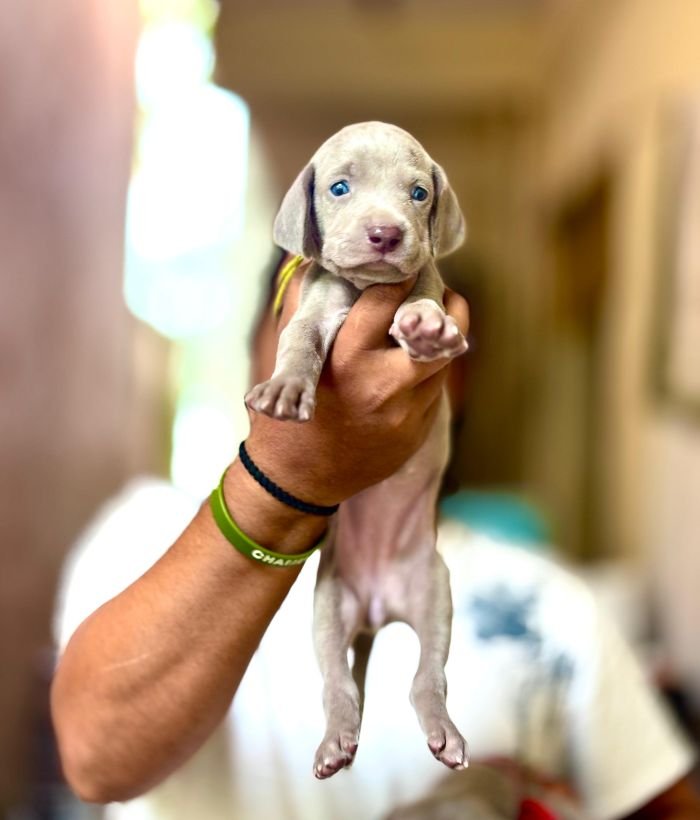 DogsIndia.com - Weimaraner - Prithviraj Patil