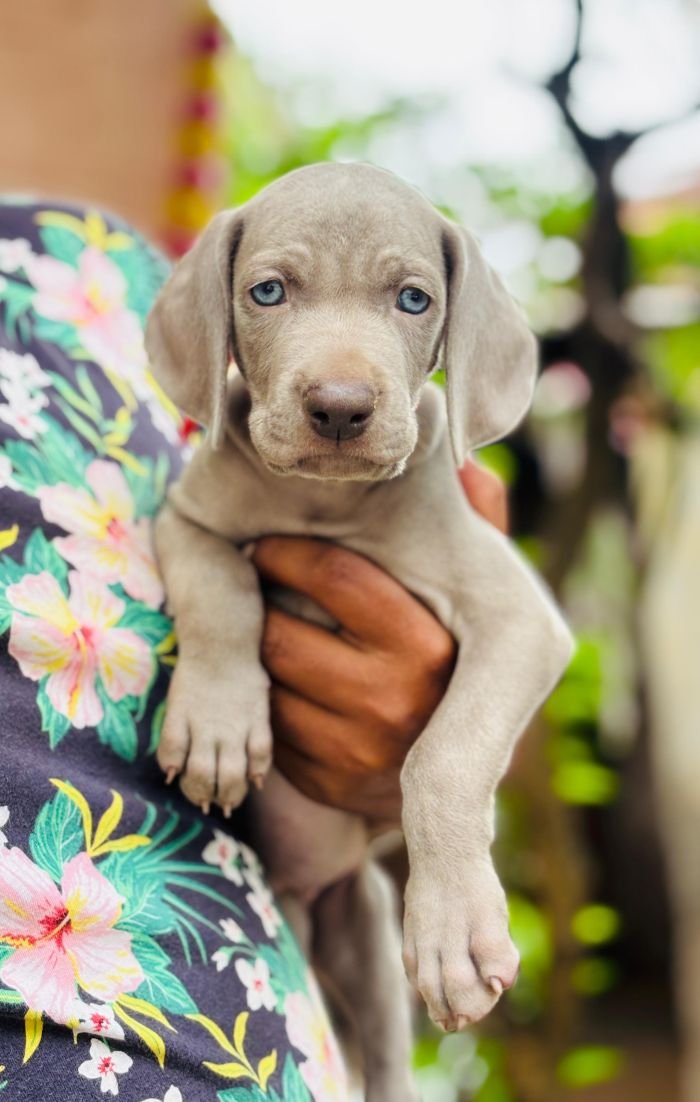 DogsIndia.com - Weimaraner - Prithviraj Patil