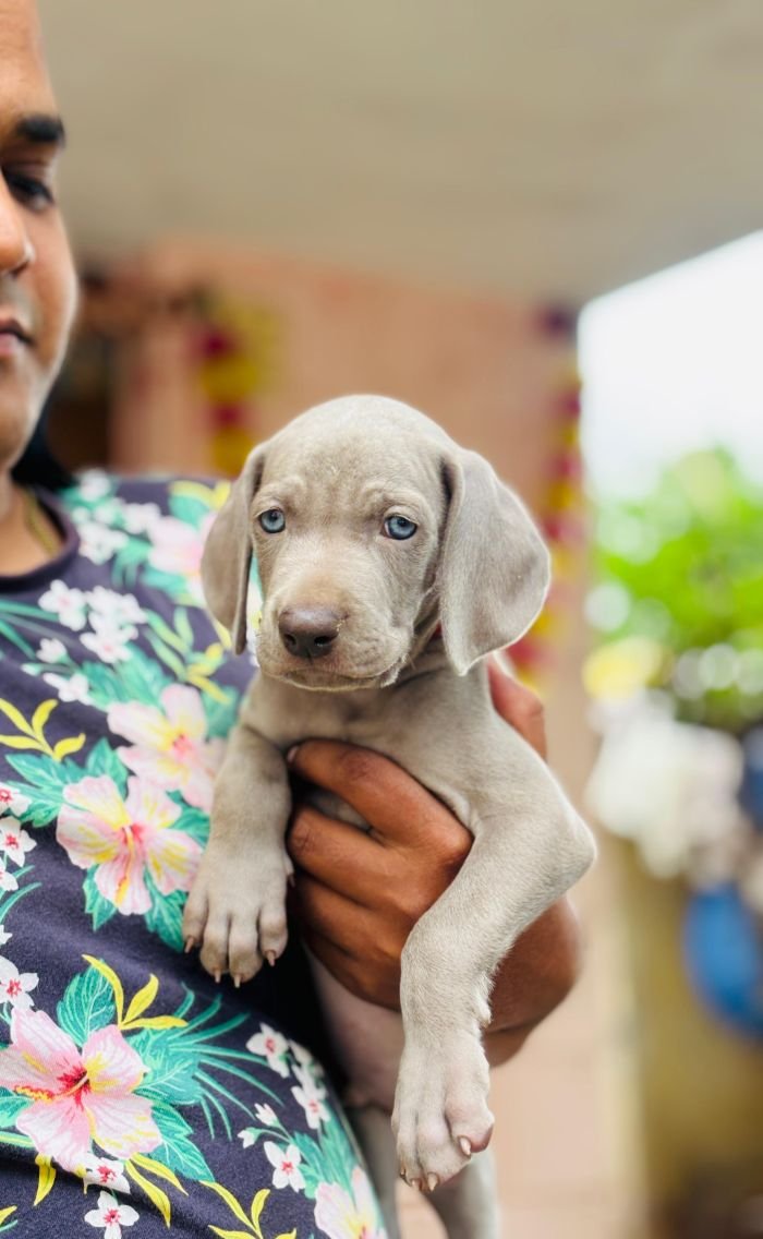 DogsIndia.com - Weimaraner - Prithviraj Patil