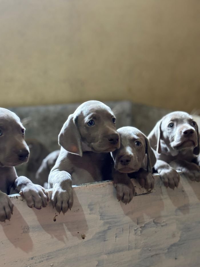 DogsIndia.com - Weimaraner - Prithviraj Patil