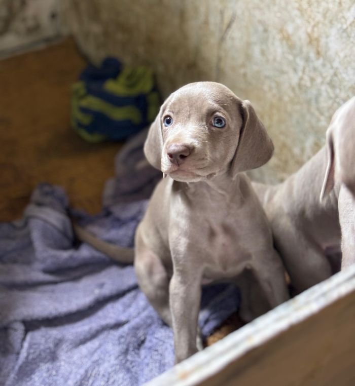 DogsIndia.com - Weimaraner - Prithviraj Patil
