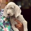 DogsIndia.com - Weimaraner - Prithviraj Patil