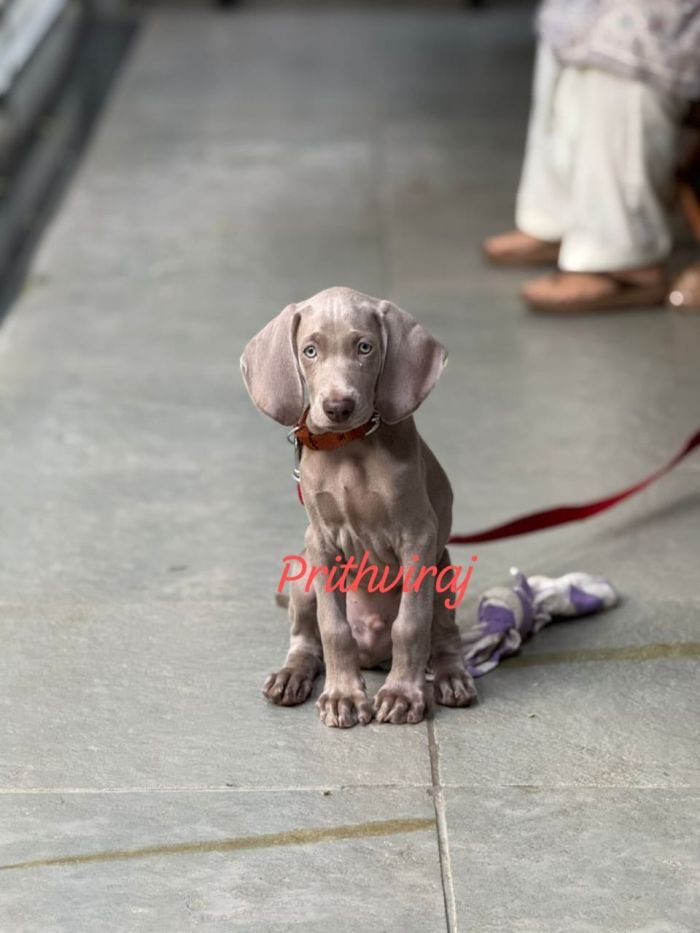 DogsIndia.com - Weimaraner - Prithviraj Patil
