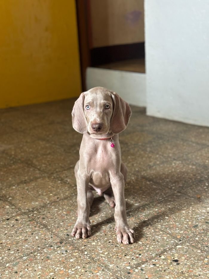 DogsIndia.com - Weimaraner - Prithviraj Patil