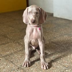 DogsIndia.com - Weimaraner - Prithviraj Patil