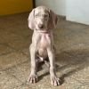 DogsIndia.com - Weimaraner - Prithviraj Patil