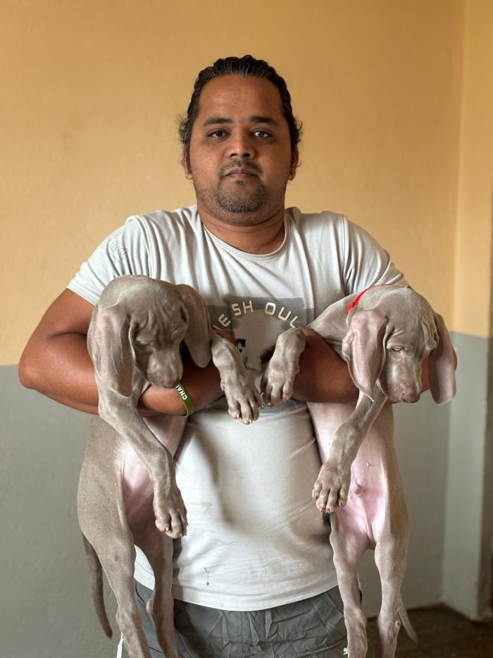 DogsIndia.com - Weimaraner - Prithviraj Patil