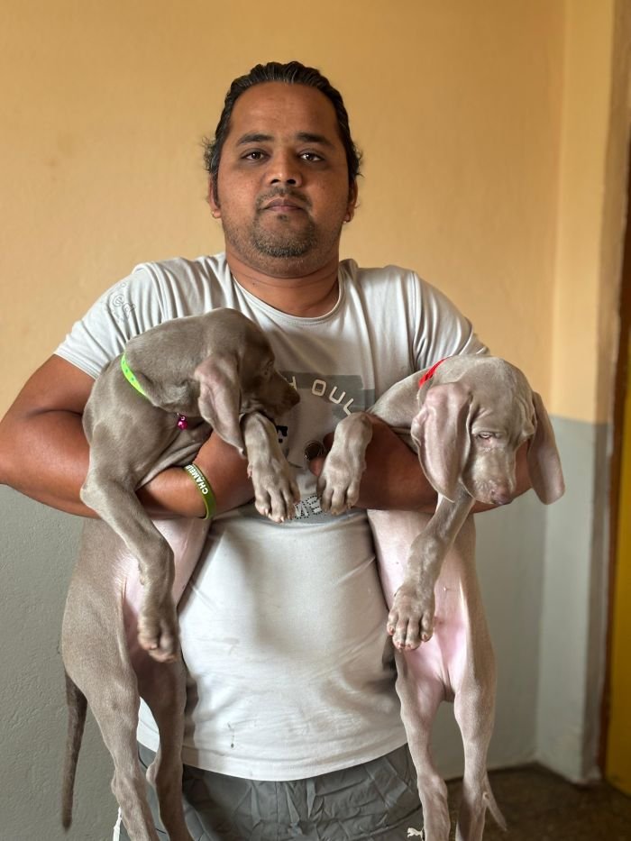 DogsIndia.com - Weimaraner - Prithviraj Patil