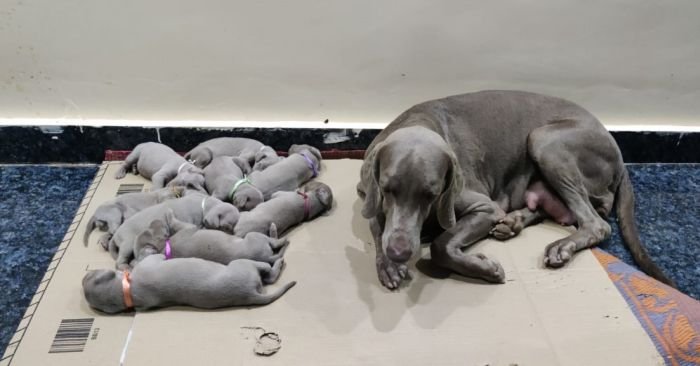 DogsIndia.com - Weimaraner - Shaji Nair