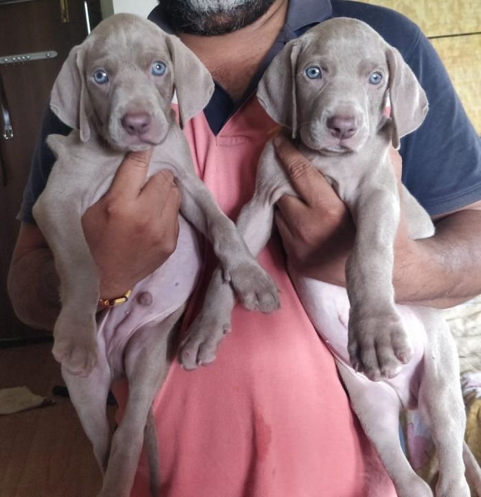 DogsIndia.com - Weimaraner - Shaji Nair