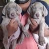 DogsIndia.com - Weimaraner - Shaji Nair