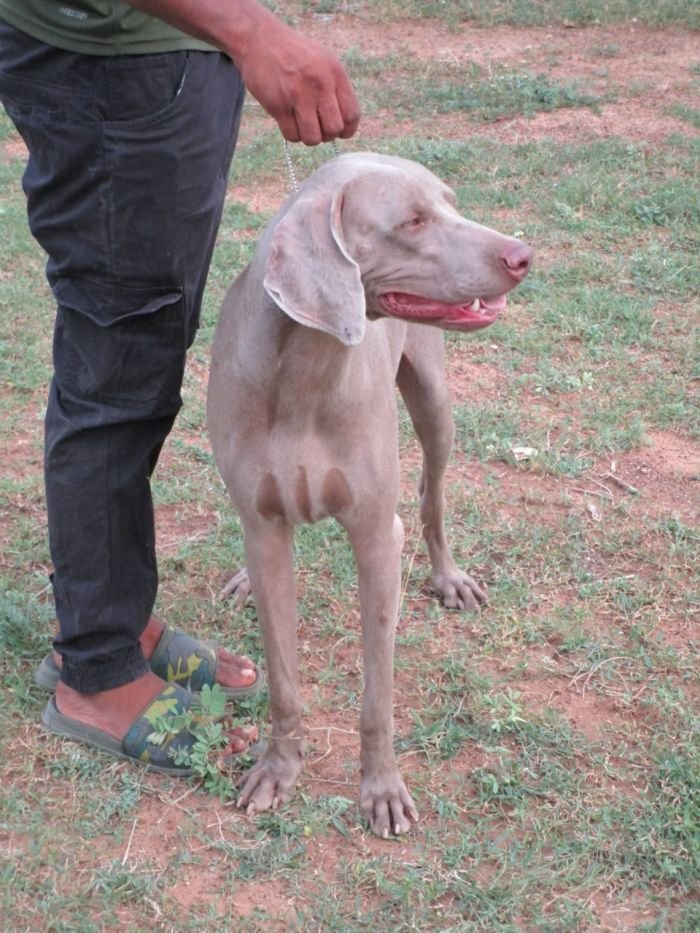 DogsIndia.com - Weimaraner - Shaji Nair