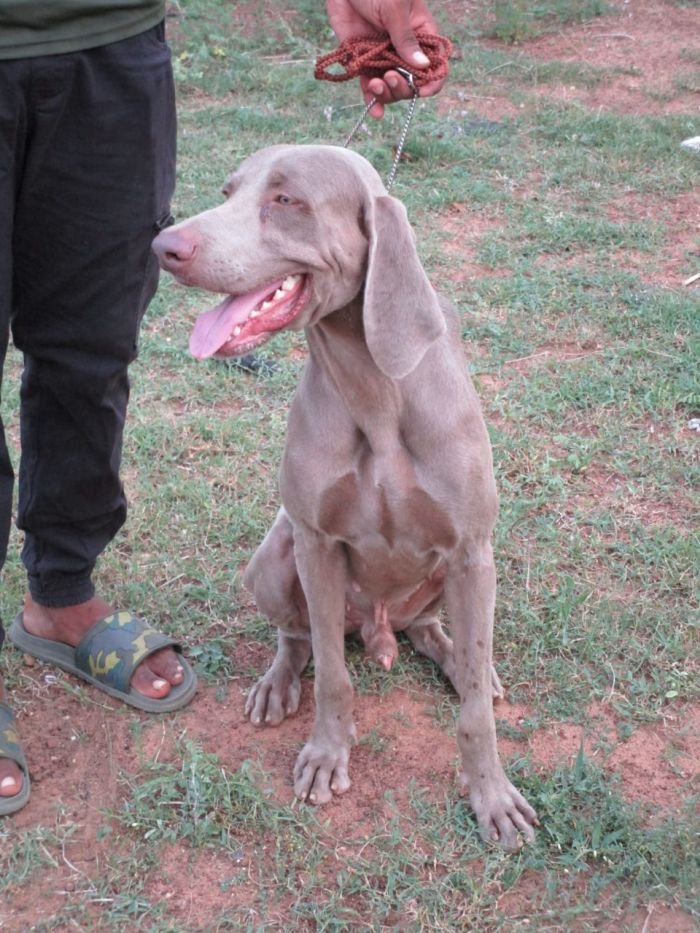 DogsIndia.com - Weimaraner - Shaji Nair