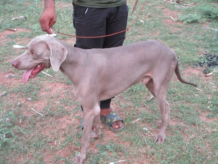 DogsIndia.com - Weimaraner - Shaji Nair