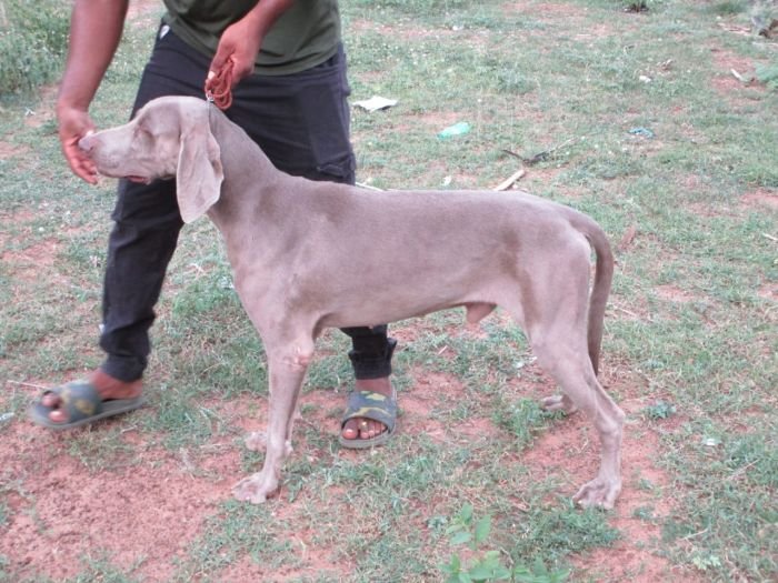 DogsIndia.com - Weimaraner - Shaji Nair