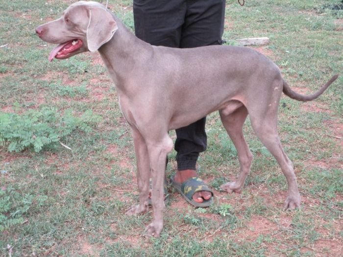 DogsIndia.com - Weimaraner - Shaji Nair