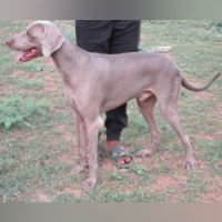 DogsIndia.com - Weimaraner - Shaji Nair