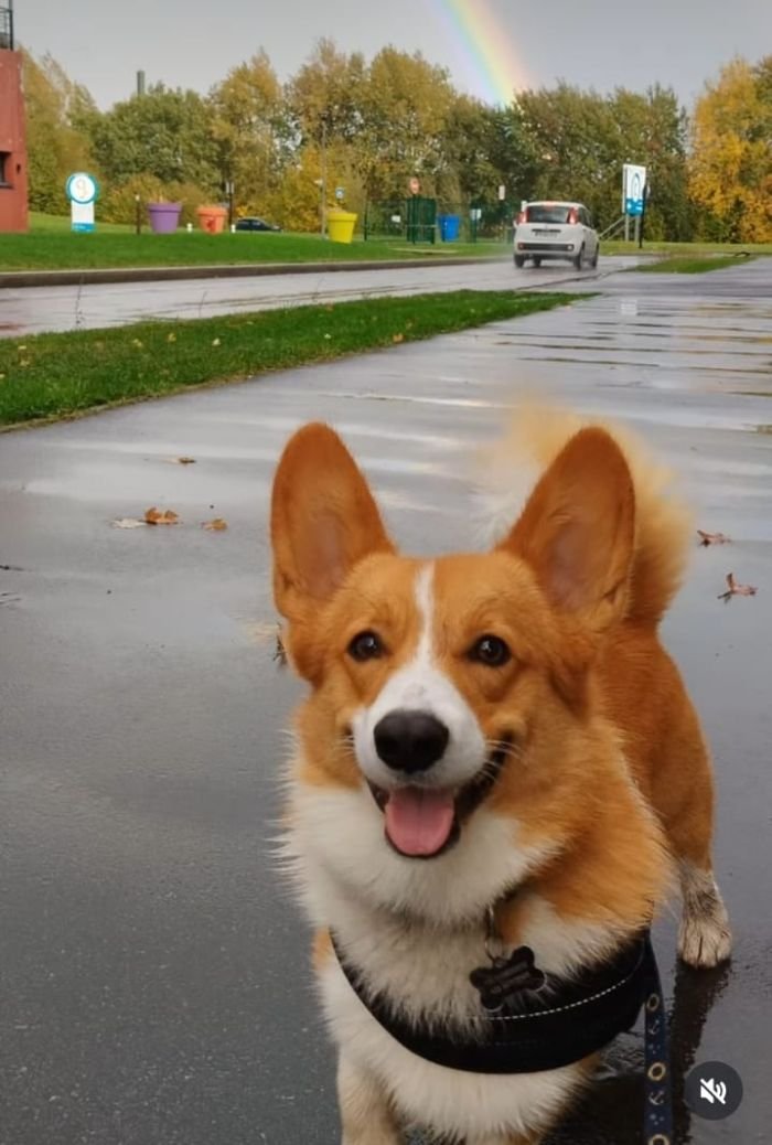 DogsIndia.com  Pembroke Welsh Corgi  Shade's  Derick