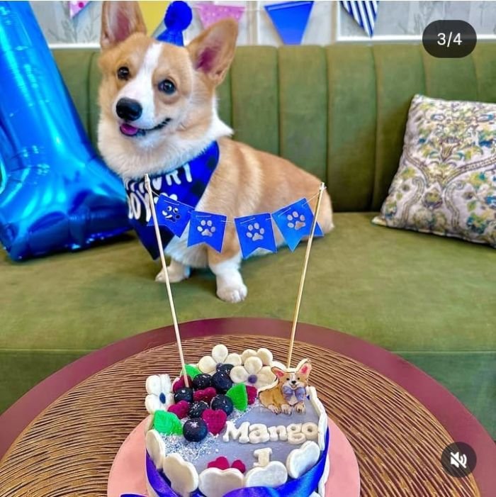 DogsIndia.com  Pembroke Welsh Corgi  Shade's  Derick