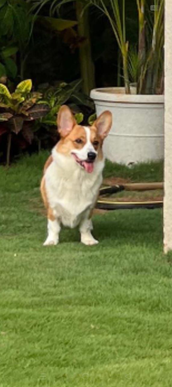 DogsIndia.com  Pembroke Welsh Corgi  Shade's  Derick