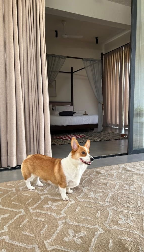 DogsIndia.com  Pembroke Welsh Corgi  Shade's  Derick