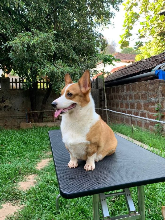 DogsIndia.com  Pembroke Welsh Corgi  Shade's  Derick