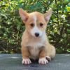 DogsIndia.com  Pembroke Welsh Corgi  Shade's  Derick
