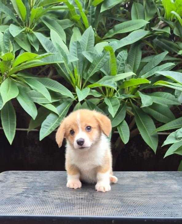 DogsIndia.com  Pembroke Welsh Corgi  Shade's  Derick