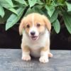 DogsIndia.com Pembroke Welsh Corgi Shade's Derick