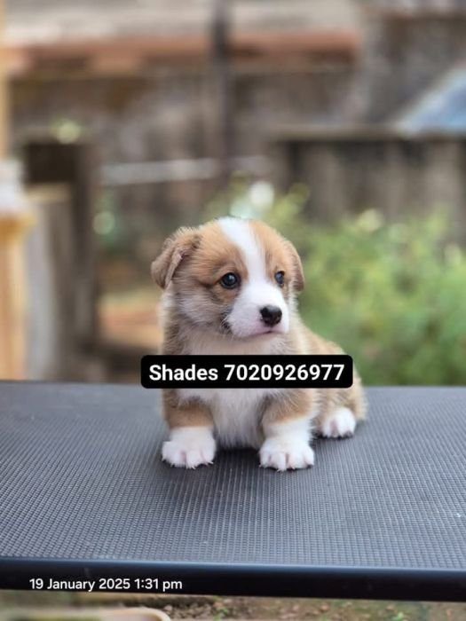 DogsIndia.com  Pembroke Welsh Corgi  Shade's  Derick