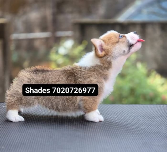 DogsIndia.com  Pembroke Welsh Corgi  Shade's  Derick