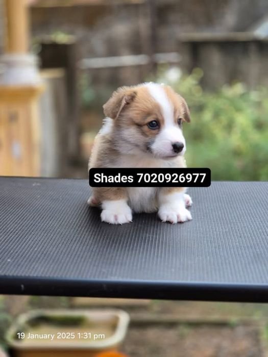 DogsIndia.com  Pembroke Welsh Corgi  Shade's  Derick