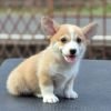 DogsIndia.com  Pembroke Welsh Corgi  Shade's  Derick