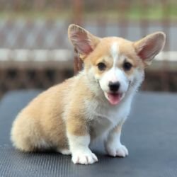 DogsIndia.com  Pembroke Welsh Corgi  Shade's  Derick