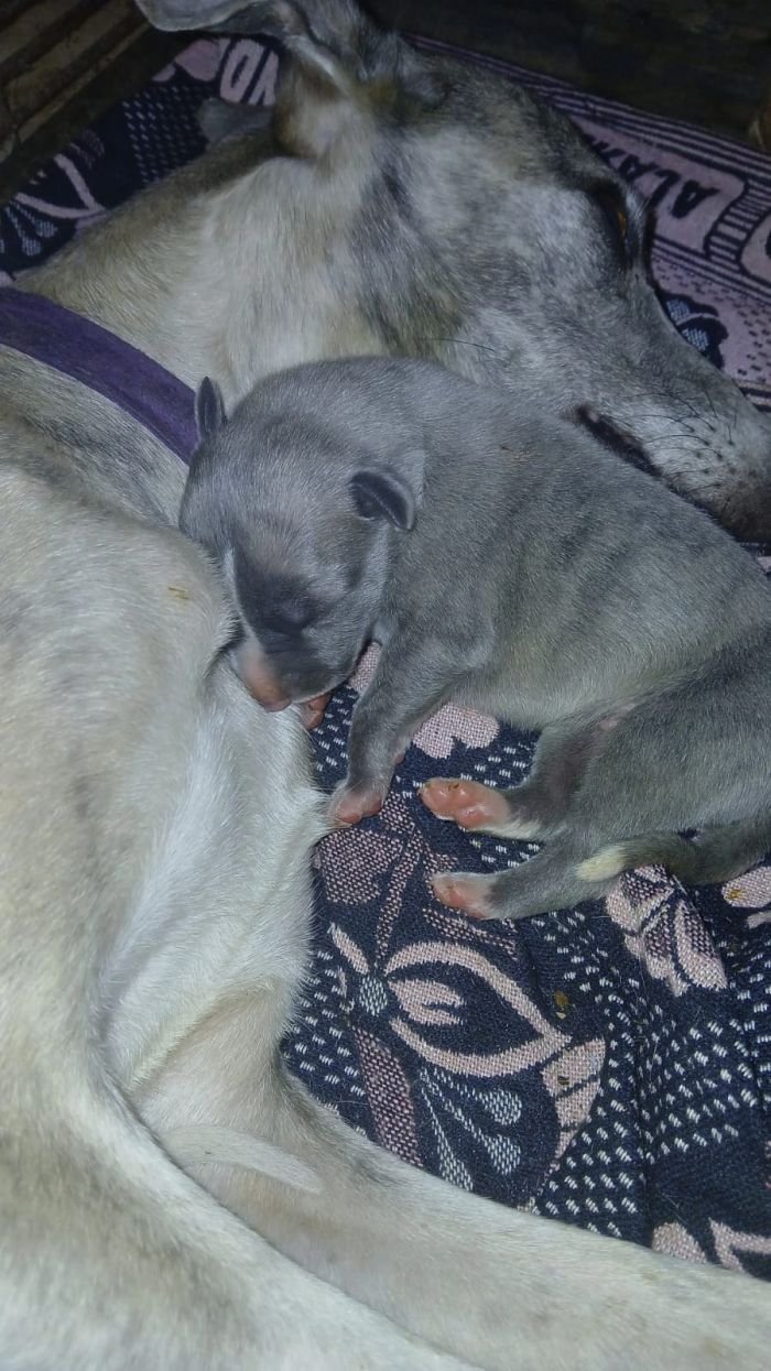 DogsIndia.com - Whippet - Nihal