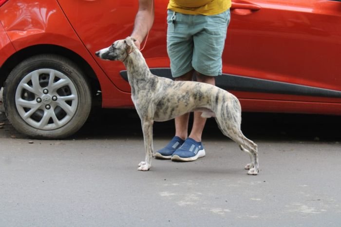 DogsIndia.com - Whippet - Nihal