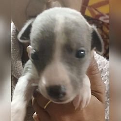 DogsIndia.com - Whippet - Nihal