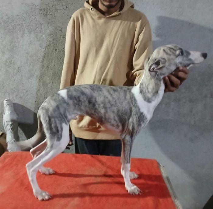 DogsIndia.com - Whippet - Nihal