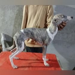 DogsIndia.com - Whippet - Nihal
